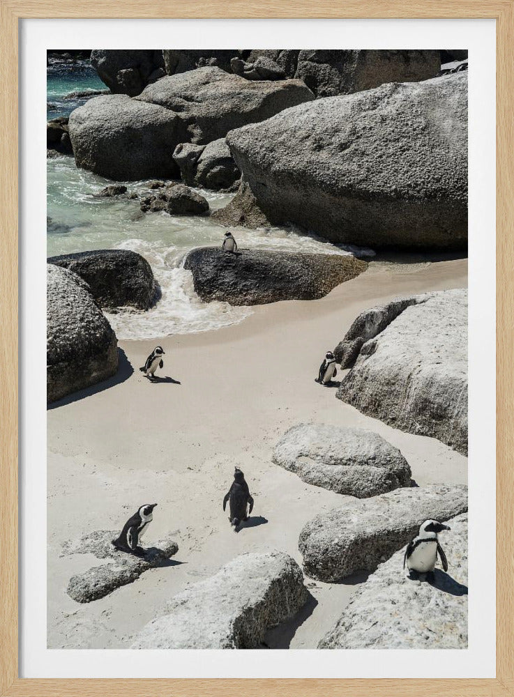 Pinguin-Strandspaziergang | Poster