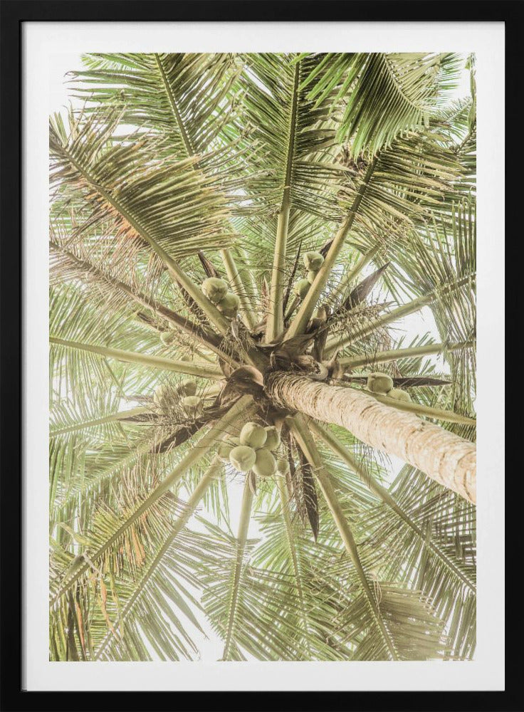 Kokosnussdach | Poster