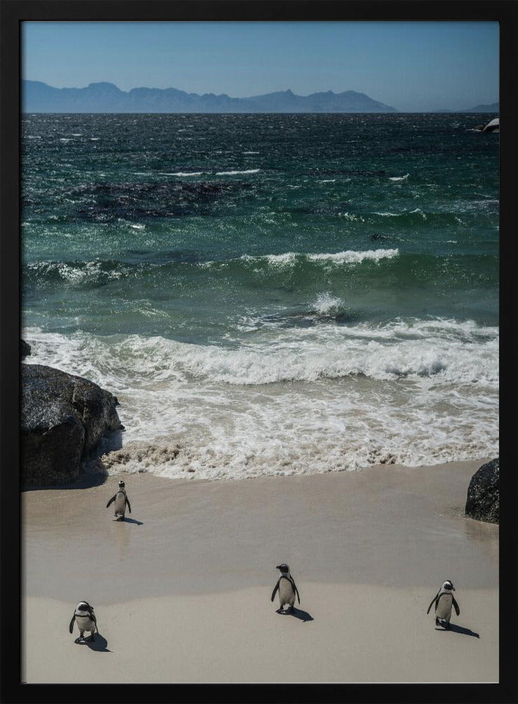 Pinguin-Strandspaziergang | Poster