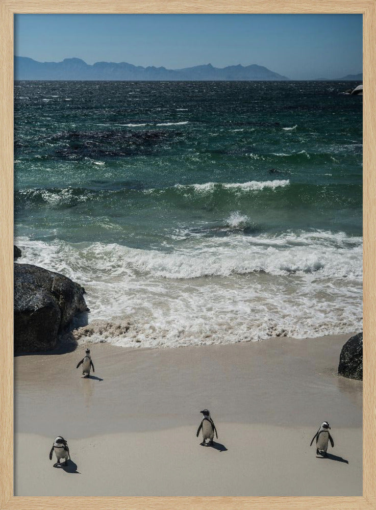 Pinguin-Strandspaziergang | Poster