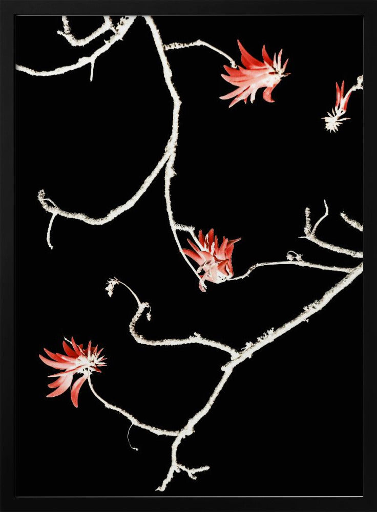 Scarlet Branch Dance | Poster