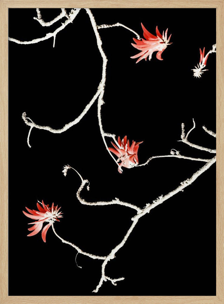 Scarlet Branch Dance | Poster