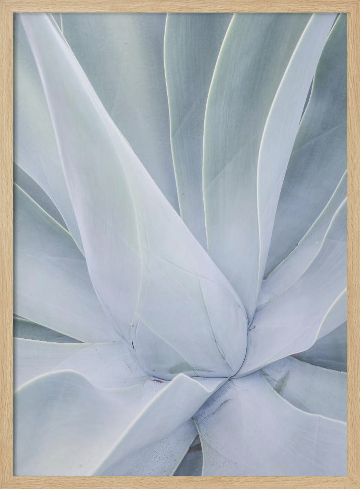 Silberne Sukkulente | Poster