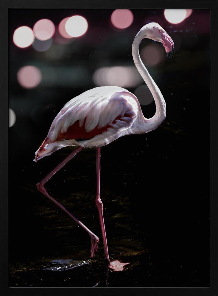 Eleganter Flamingo | Poster