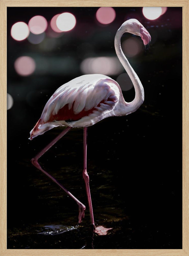 Eleganter Flamingo | Poster