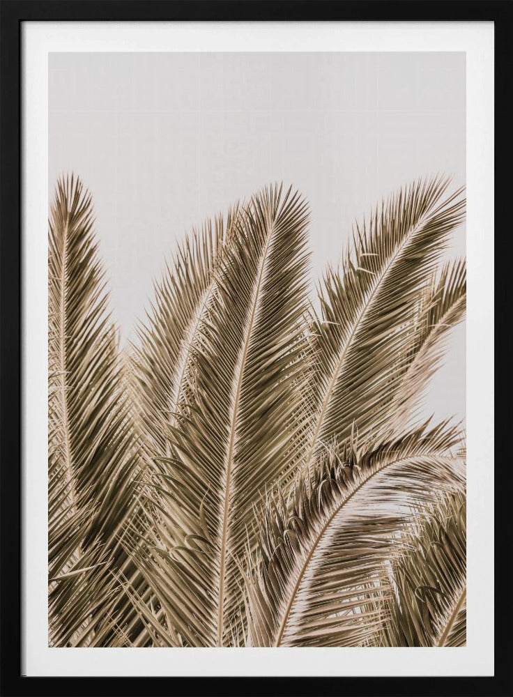 Windgepeitschte Palmen | Poster