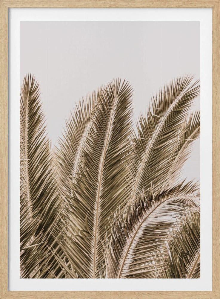 Windgepeitschte Palmen | Poster