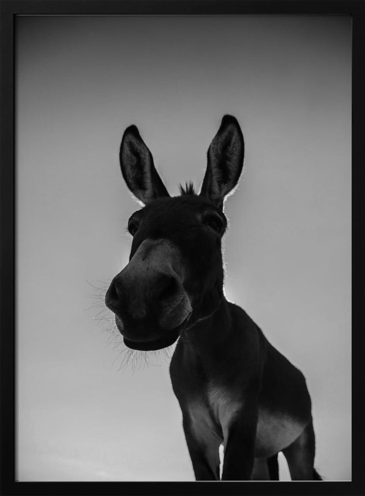 Neugieriger Eselblick | Poster