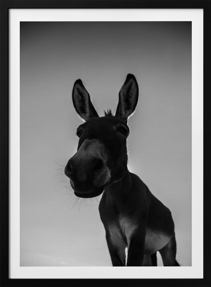 Neugieriger Eselblick | Poster