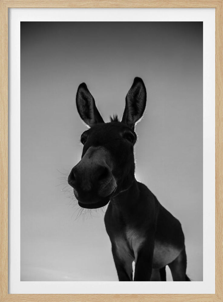 Neugieriger Eselblick | Poster