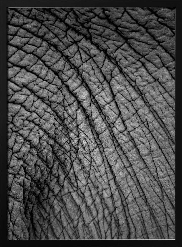 Elefantentextur | Poster