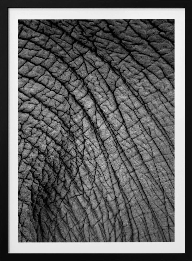 Elefantentextur | Poster