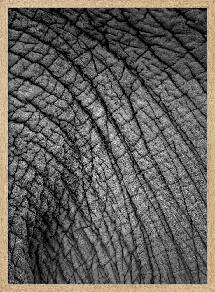 Elefantentextur | Poster