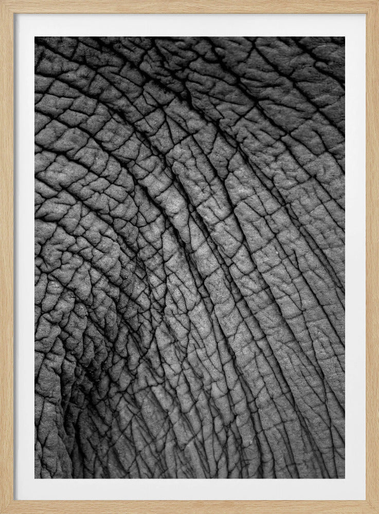 Elefantentextur | Poster