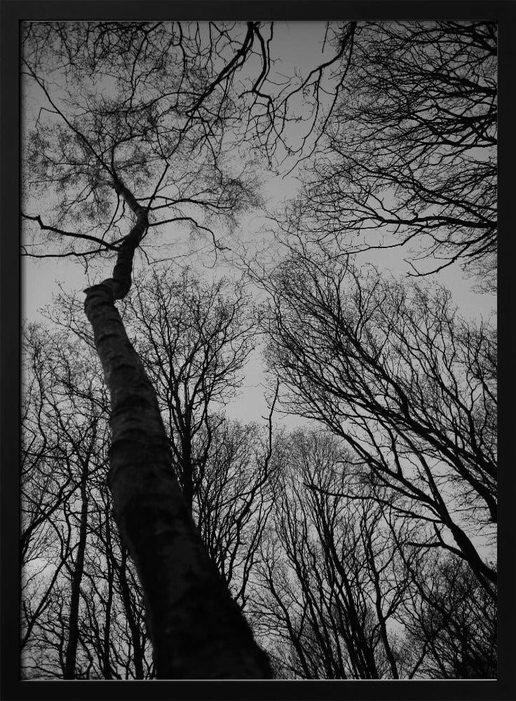 Winter's Reach | Poster