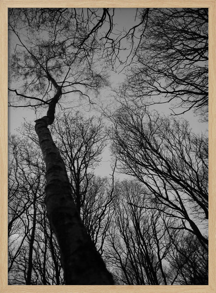 Winter's Reach | Poster