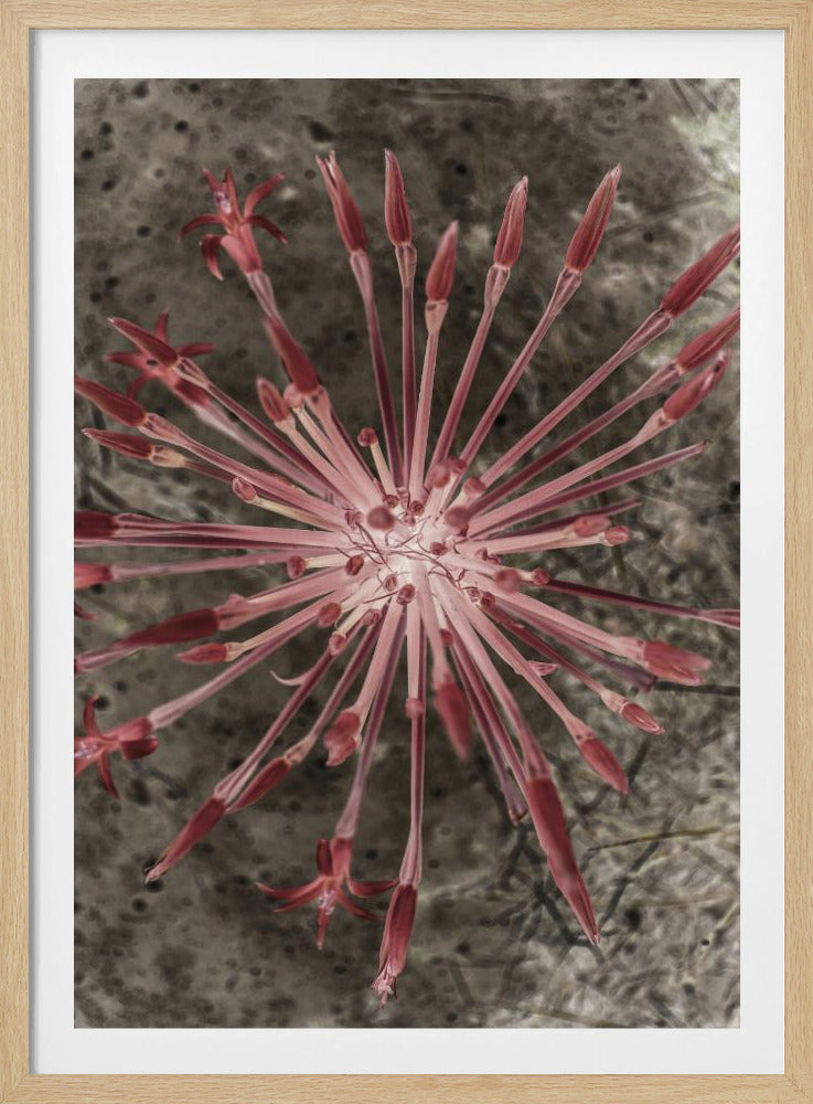 Strahlende Blüten | Poster