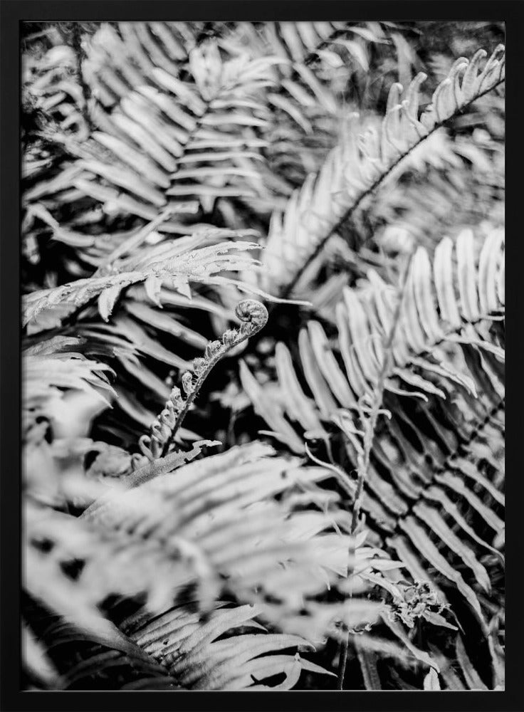 Whispering Ferns | Poster