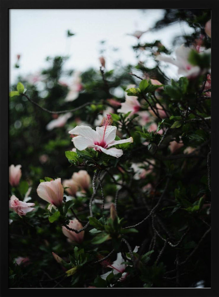 Blüten in voller Blüte | Poster