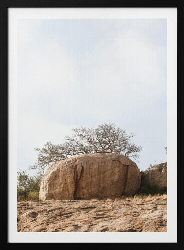 Baum auf einem Felsbrocken | Poster