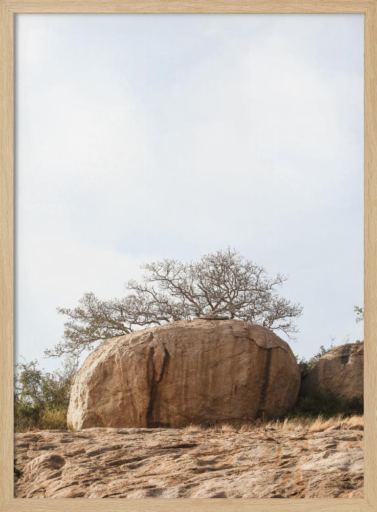 Baum auf einem Felsbrocken | Poster