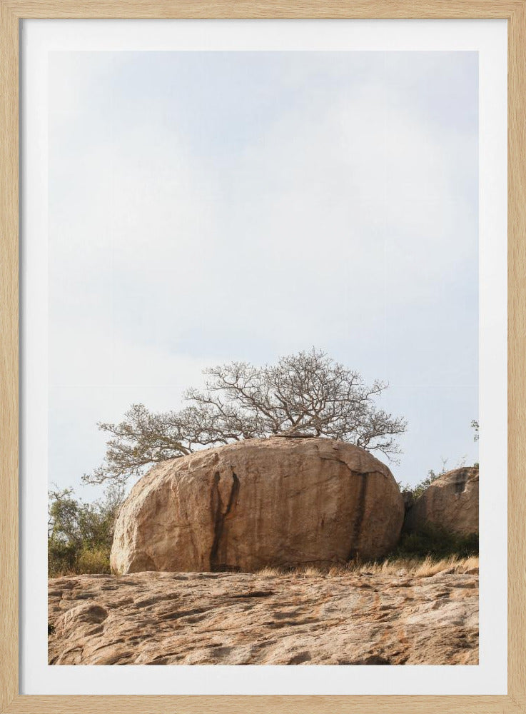 Baum auf einem Felsbrocken | Poster