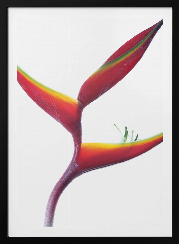 Tropische Eleganz | Poster