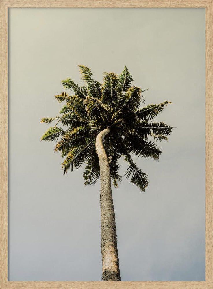 Hoch aufragende Palmenglückseligkeit | Poster