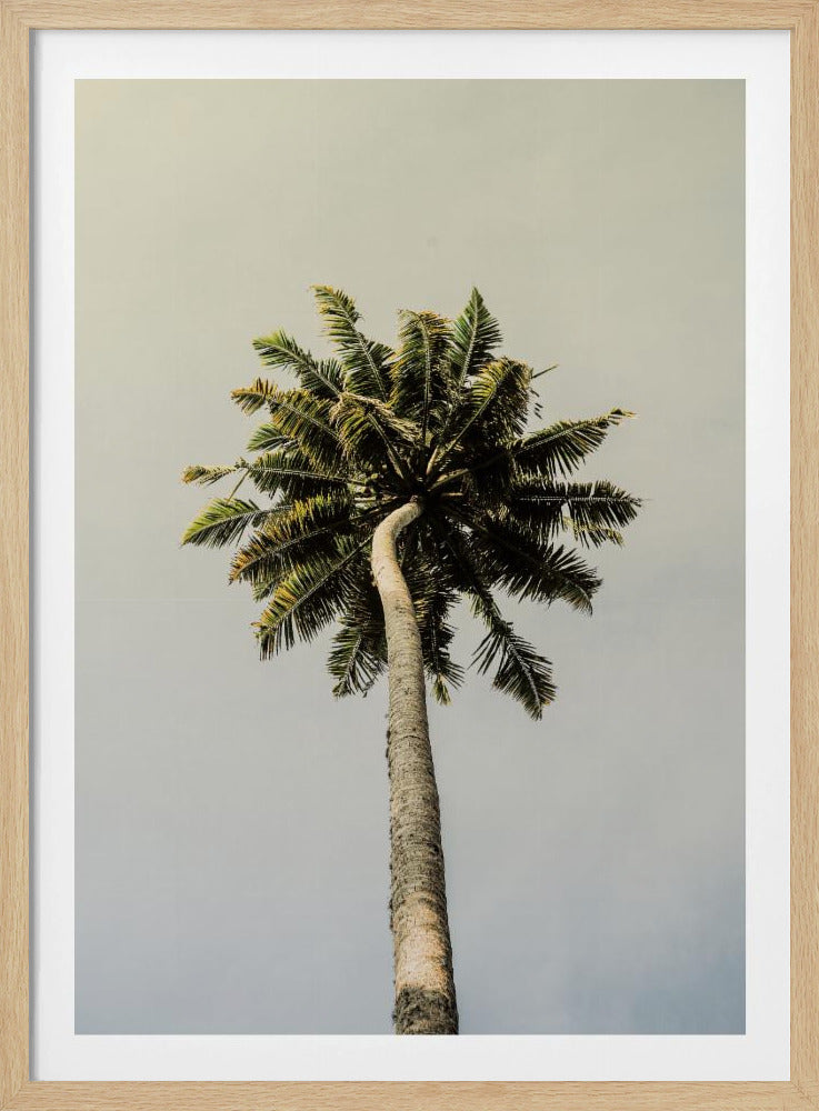 Hoch aufragende Palmenglückseligkeit | Poster