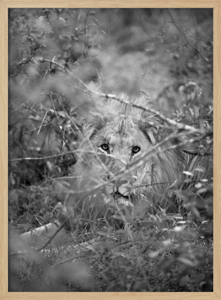 Hidden Majesty | Poster