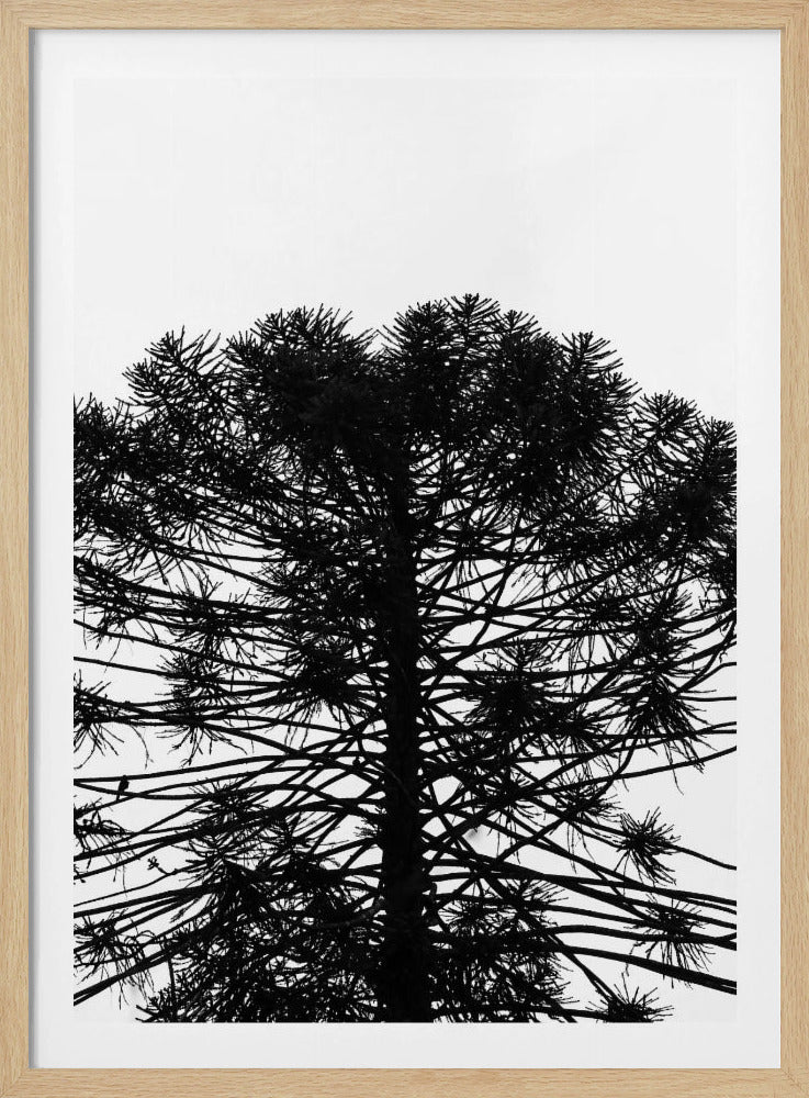 Silhouetten-Symmetrie | Poster