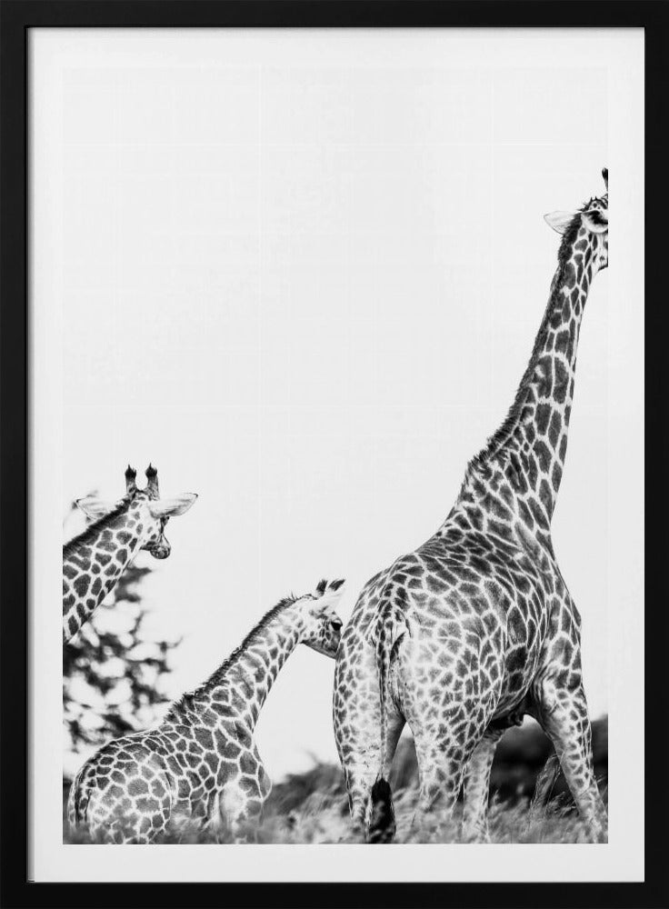Giraffe Family Stroll | Poster