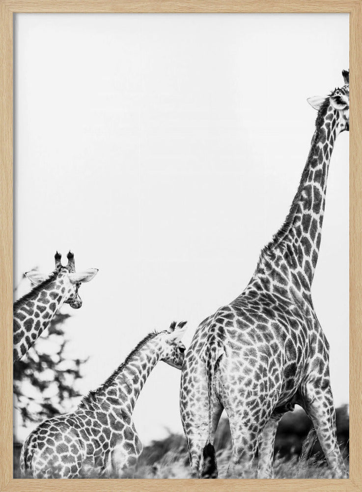 Giraffe Family Stroll | Poster
