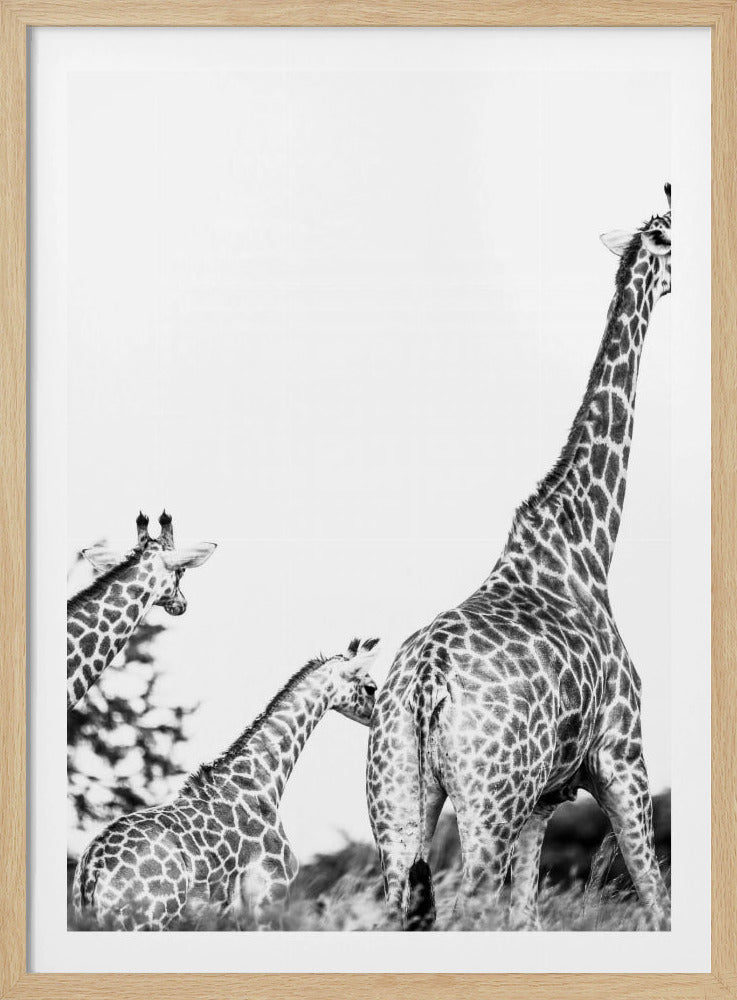 Giraffe Family Stroll | Poster