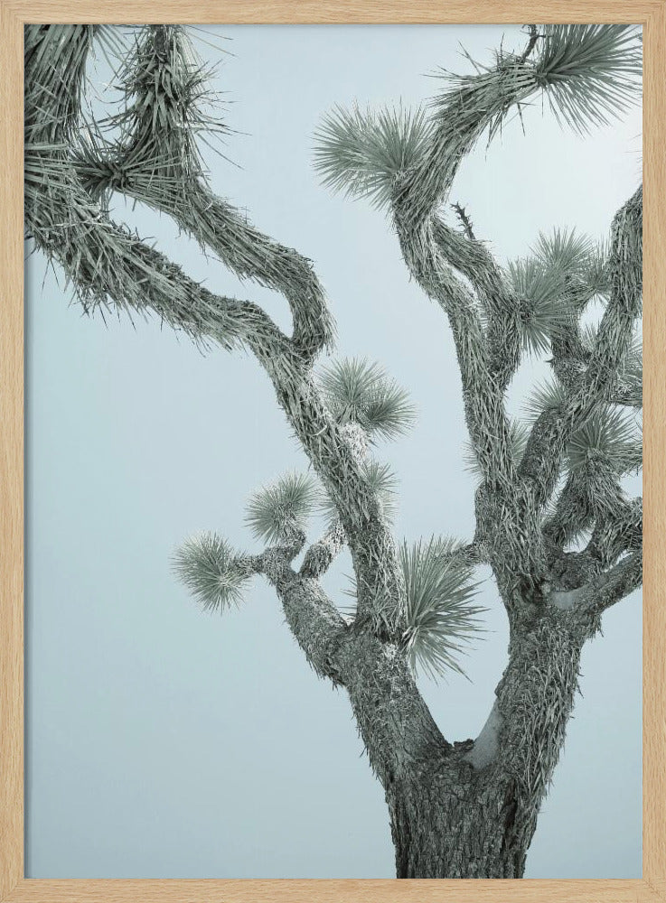 Wüsteneleganz | Poster