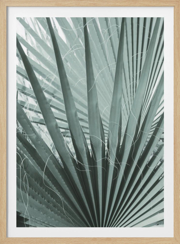 Frond Geometry | Poster