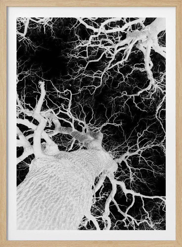 Winteradern | Poster