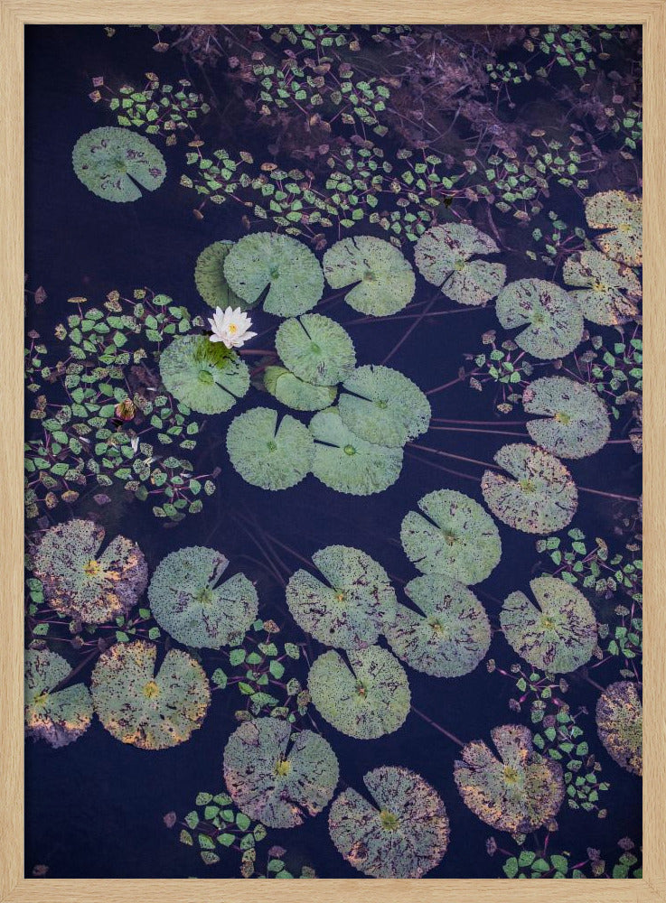 Lily Serenity | Poster
