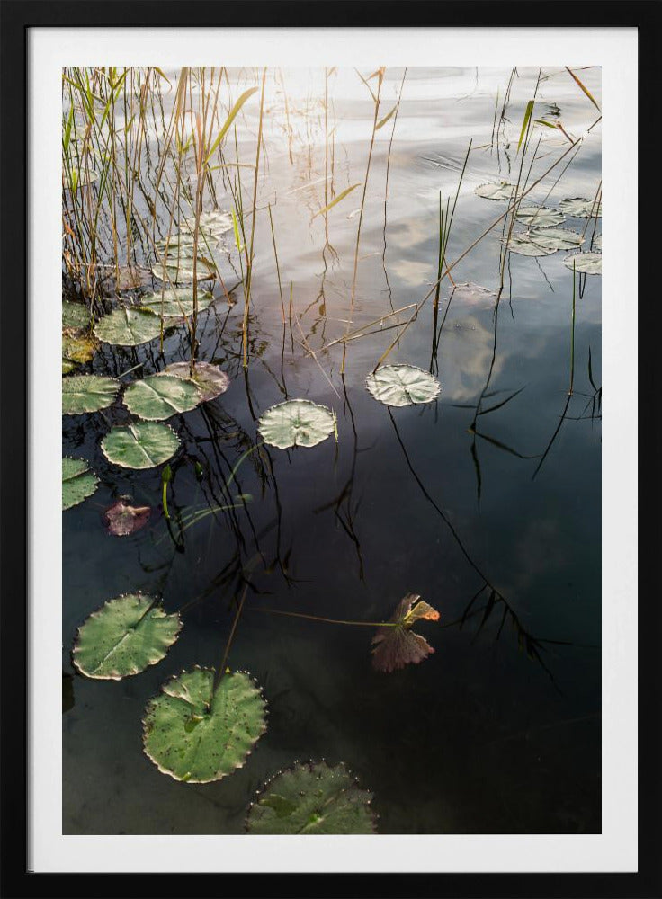 Lily's Tranquil Dawn | Poster