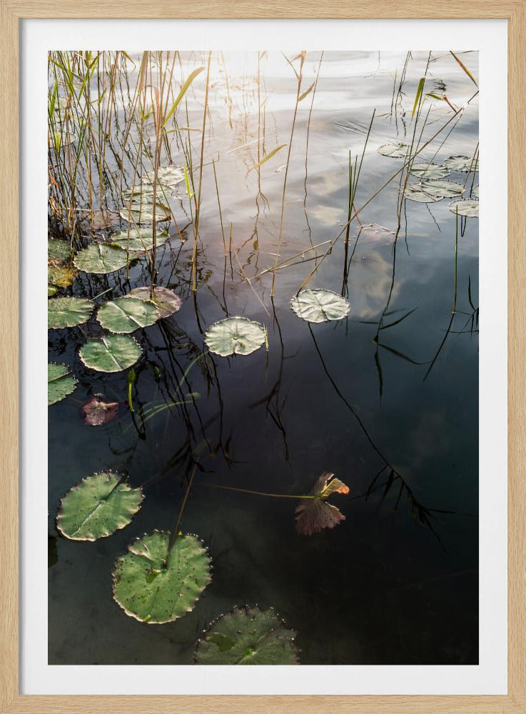 Lily's Tranquil Dawn | Poster