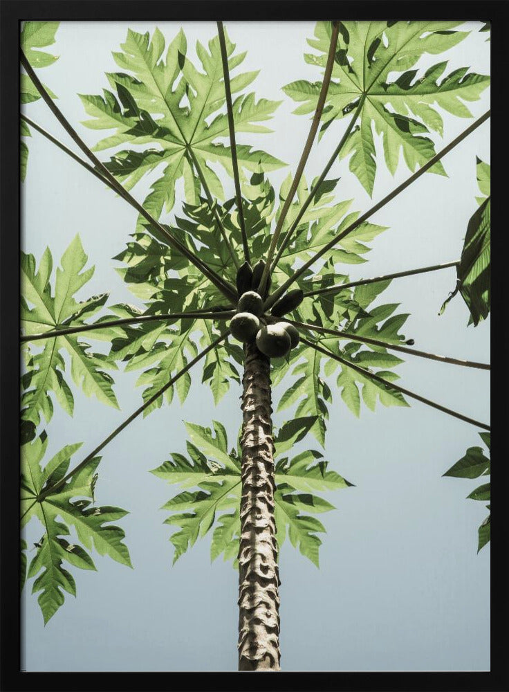 Skyward Papaya | Poster