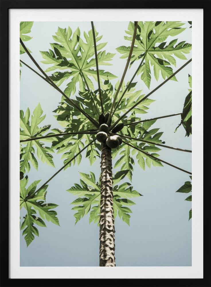 Skyward Papaya | Poster