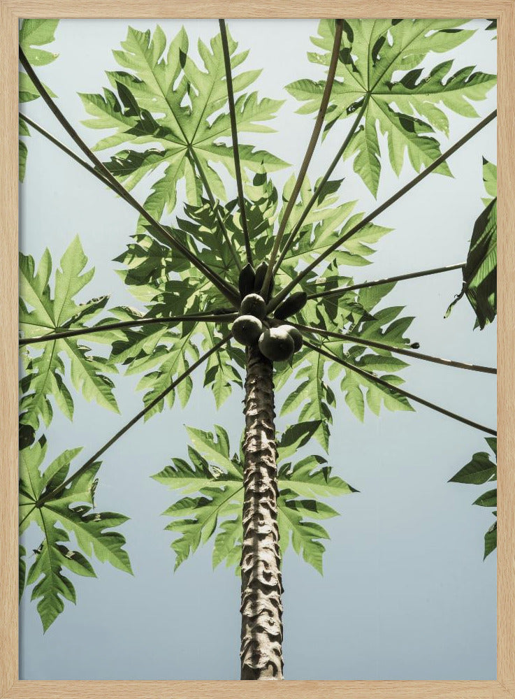 Skyward Papaya | Poster