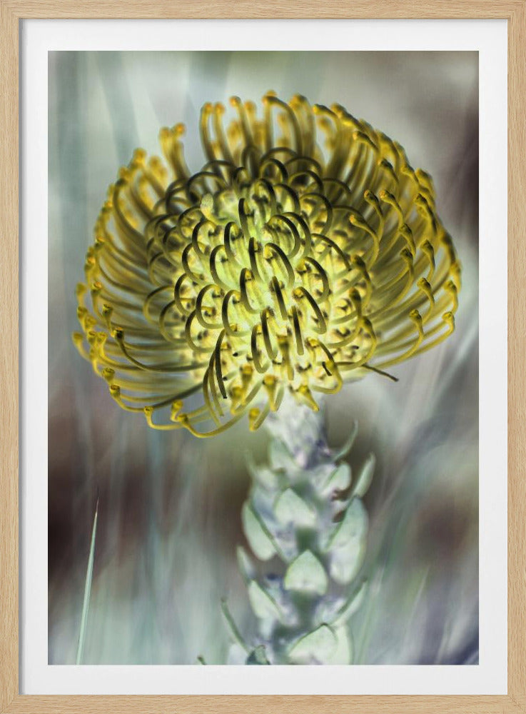Goldene Blüte | Poster