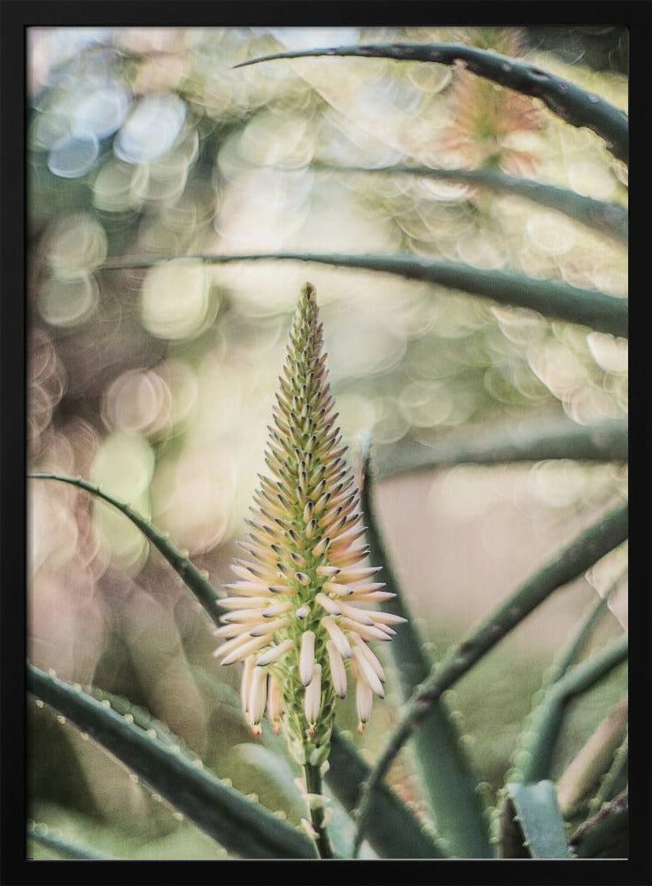 Succulent Serenity | Poster