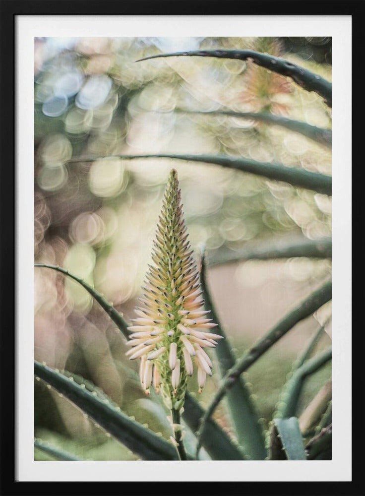 Succulent Serenity | Poster