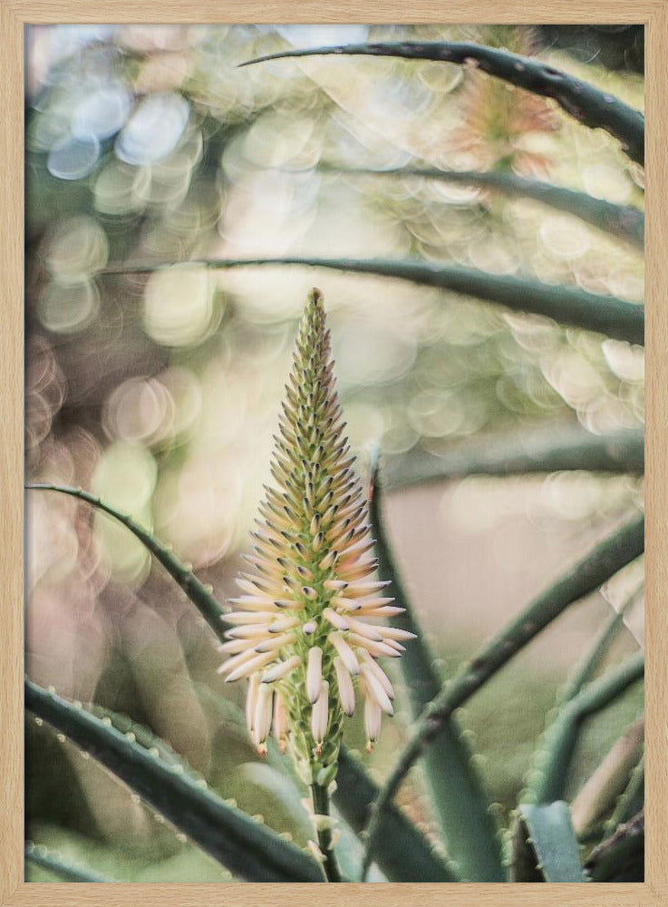 Succulent Serenity | Poster