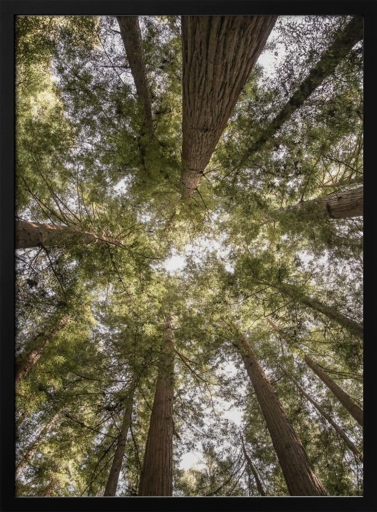 Schönheit der Natur | Poster