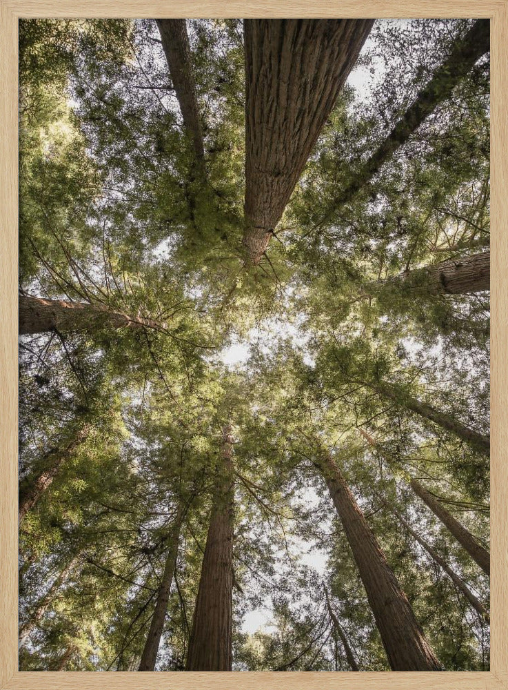 Schönheit der Natur | Poster