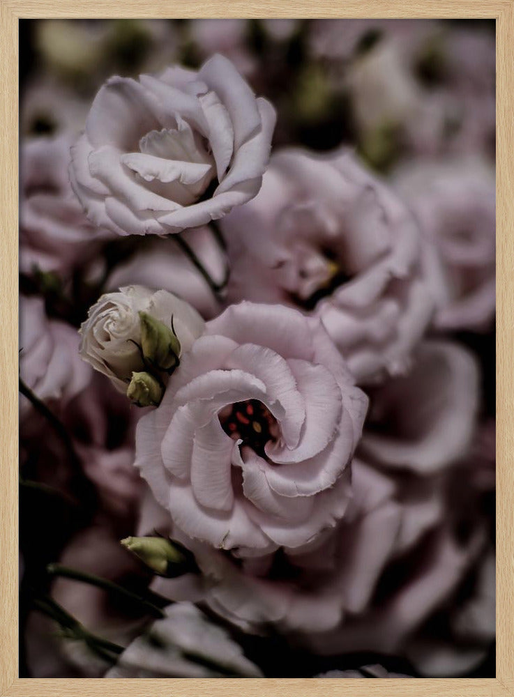 Zarte Schönheit der rosa Lisianthus-Blume | Poster